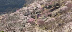 湯河原梅林「梅の宴」の画像