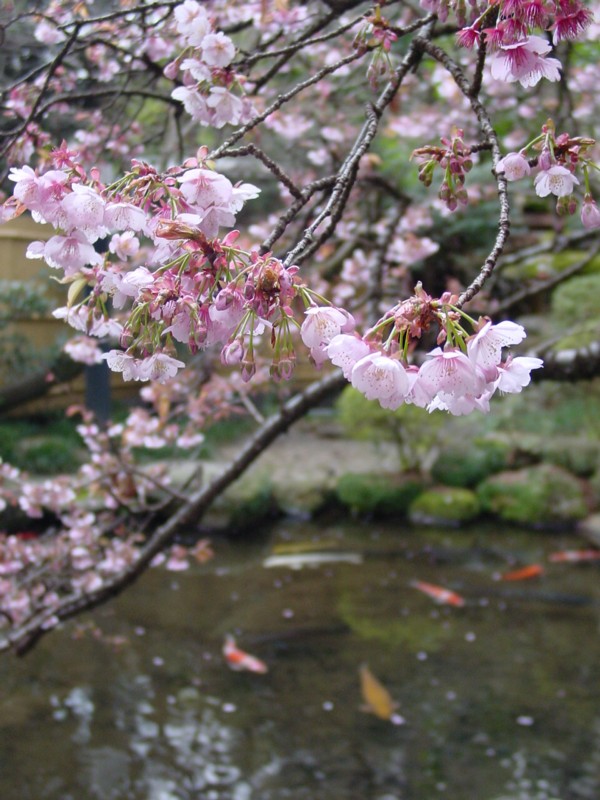 湯河原美術館　日本庭園の画像1