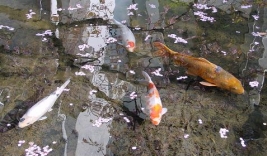 湯河原美術館　日本庭園の画像3