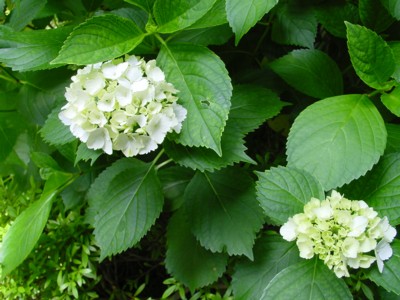 湯河原美術館　日本庭園の画像6