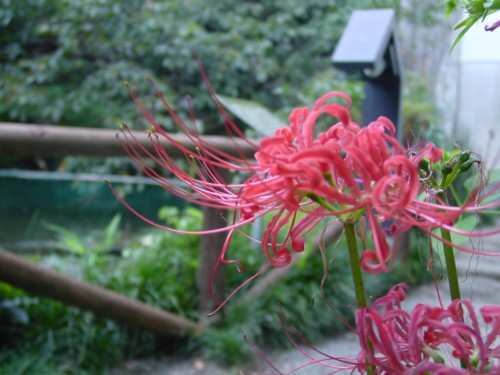 湯河原美術館　日本庭園の画像10