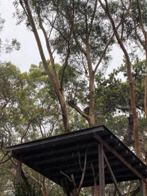 木の上で寝るコアラ