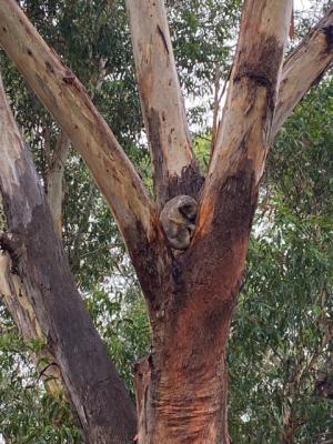 木の上で寝るコアラ2