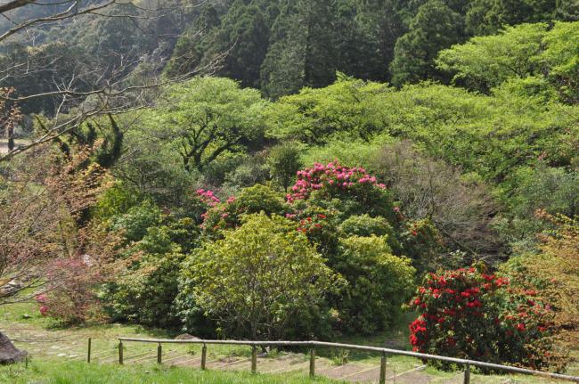 幕山公園