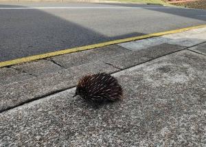 道路を横断しているハリモグラ