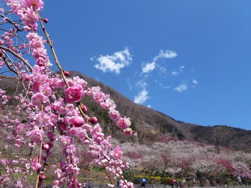 湯河原梅林