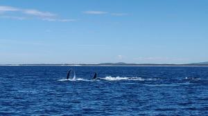 親子クジラの群れ