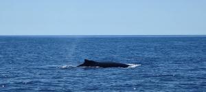 親子クジラの群れ３