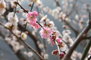 冬に見ごろを迎える「湯河原梅林　梅の宴」の梅の花「輪違い」の写真です。