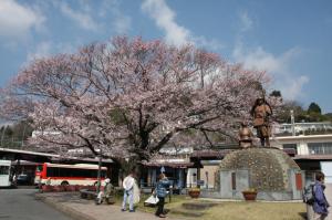 湯河原駅前に咲く桜の写真です。