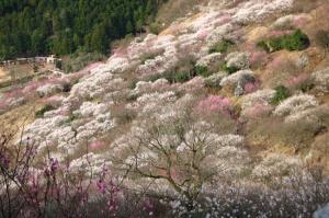 湯河原町の冬の観光イベント「梅の宴」で見られる梅林の写真です。