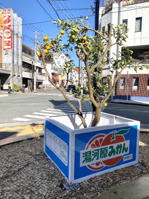 みかん