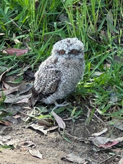 ボックスビーチに現れたフロッグマウス