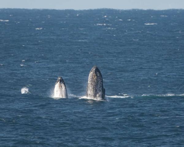 クジラがジャンプしている様子