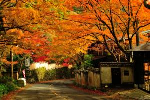 奥湯河原のもみじが紅葉した様子