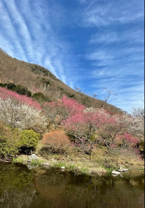 湯河原梅林「梅の宴」の画像1