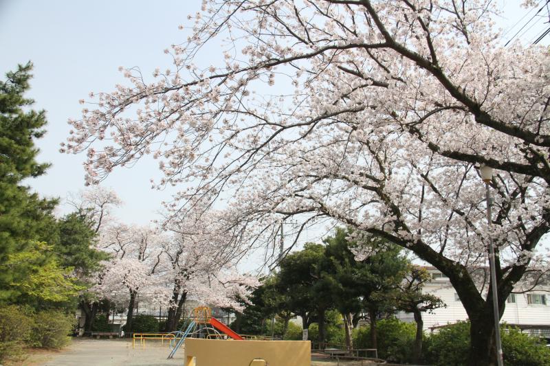 各所で桜の見ごろを迎えました～蔵町公園～の画像1