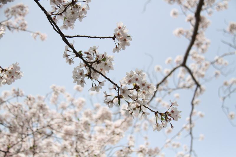 各所で桜の見ごろを迎えました～蔵町公園～の画像2