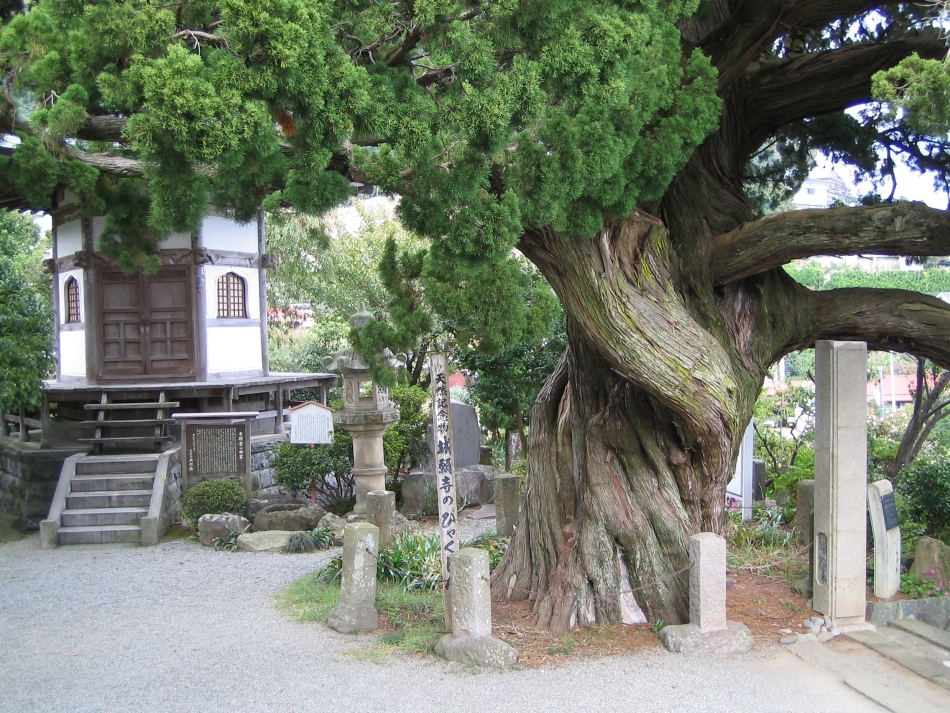 城願寺のビャクシン02