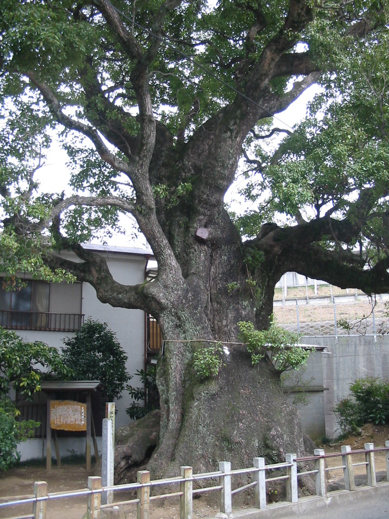 明神の楠01