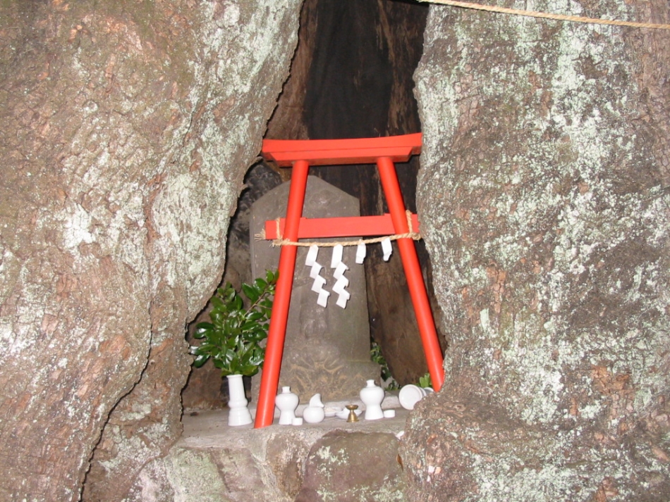 明神の楠02