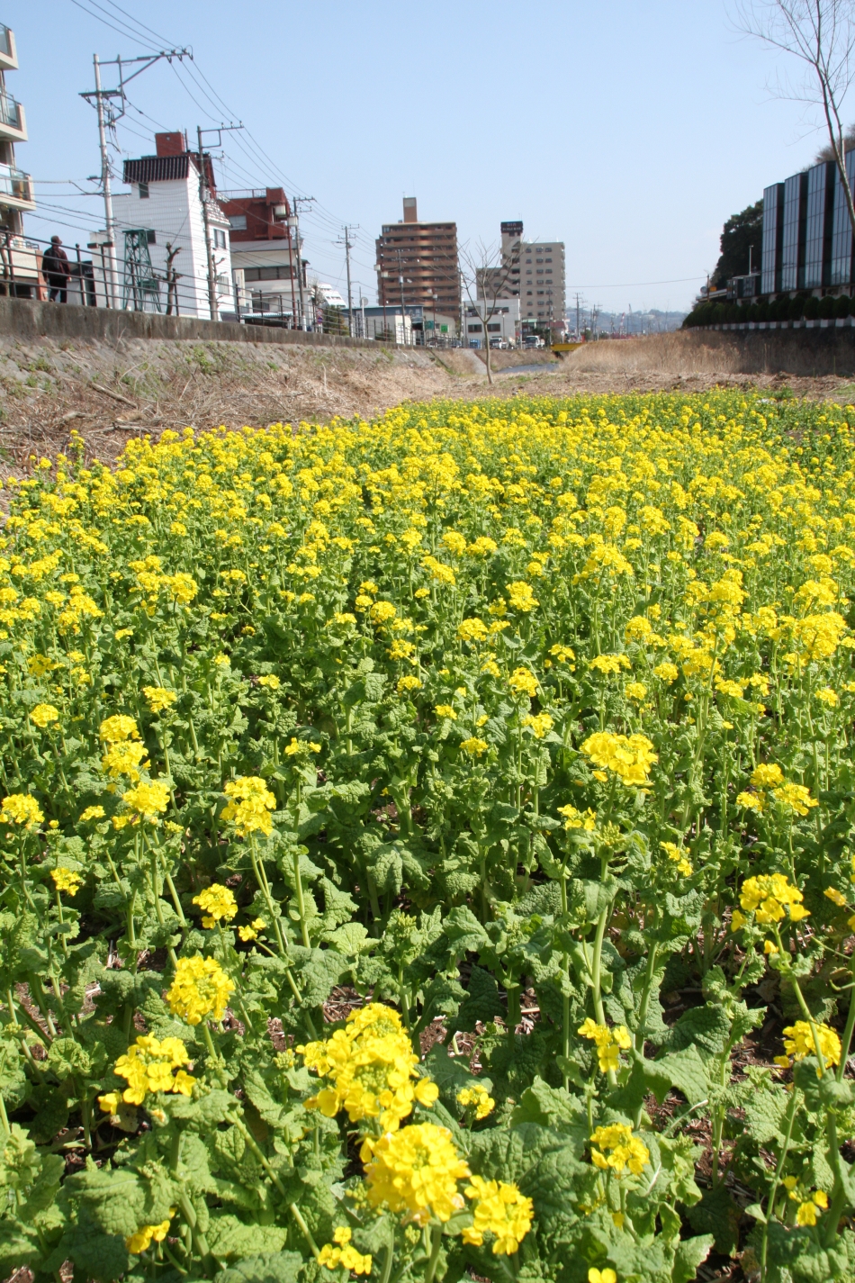 千歳川の菜の花01