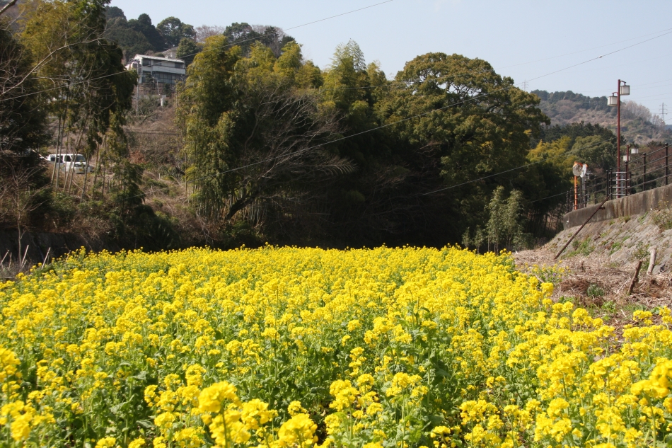 千歳川の菜の花03