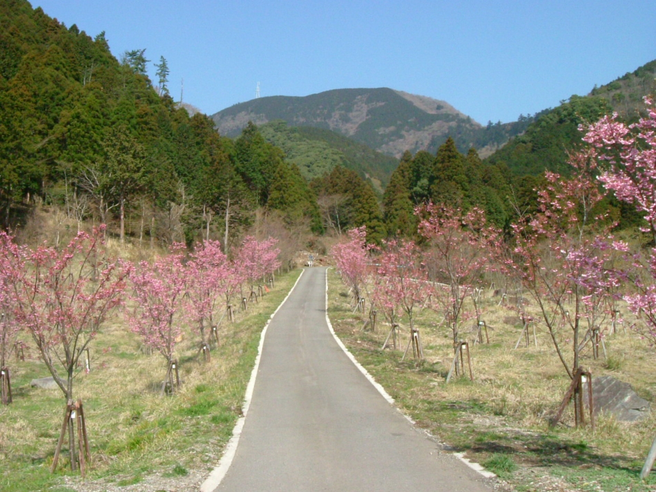 夫婦の桜（幕山公園）