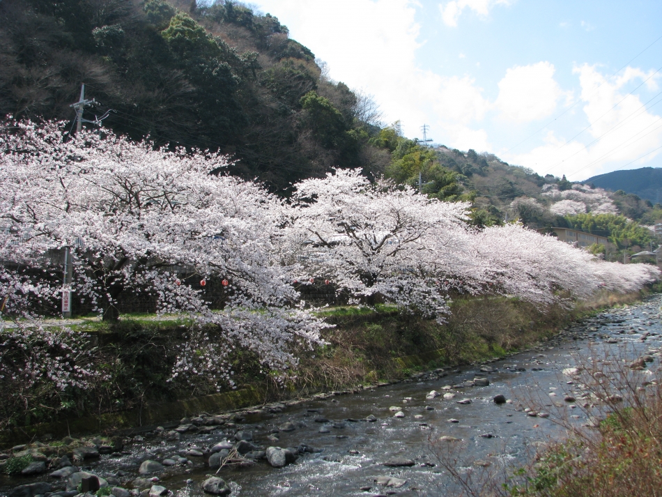 千歳川の桜