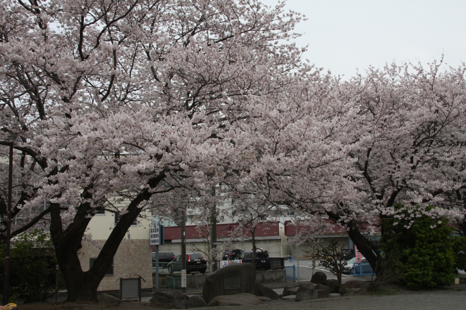 桜木公園の桜
