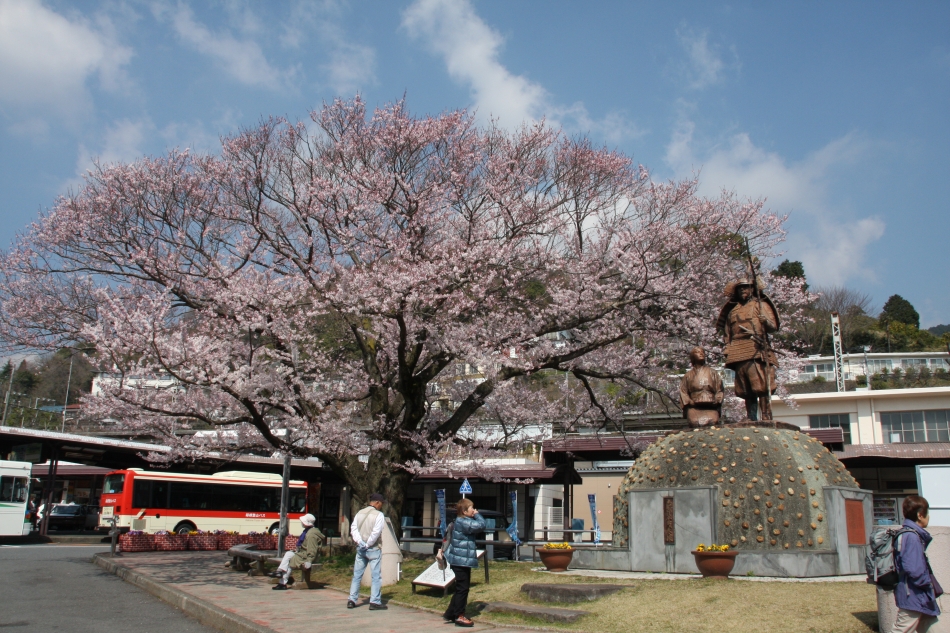 湯河原駅の桜