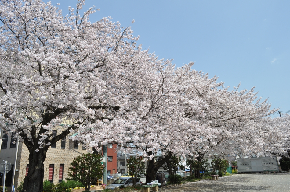 桜木公園さくら(1)