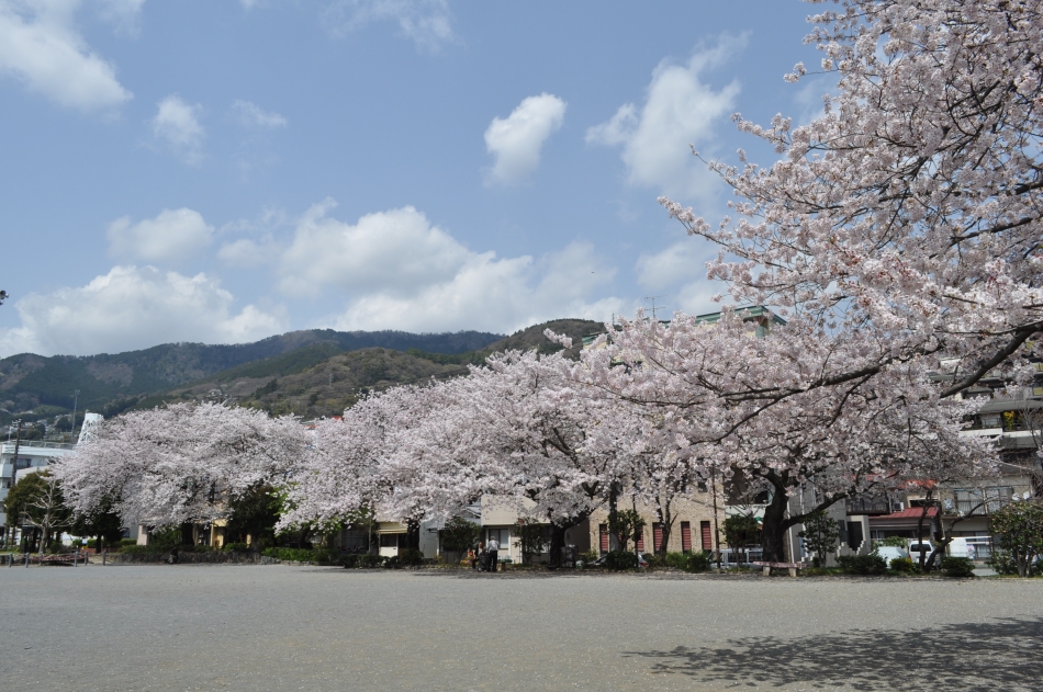桜木公園さくら(2)