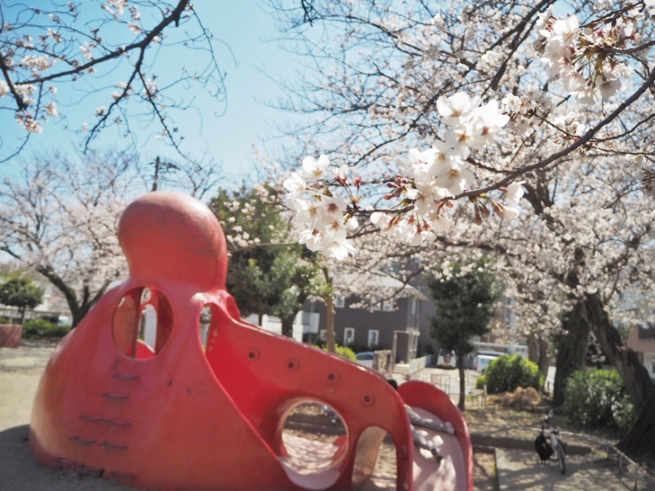 蔵町公園さくら(1)