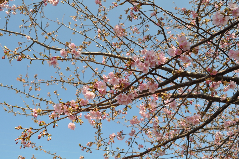 ゆめ公園さくら(1)