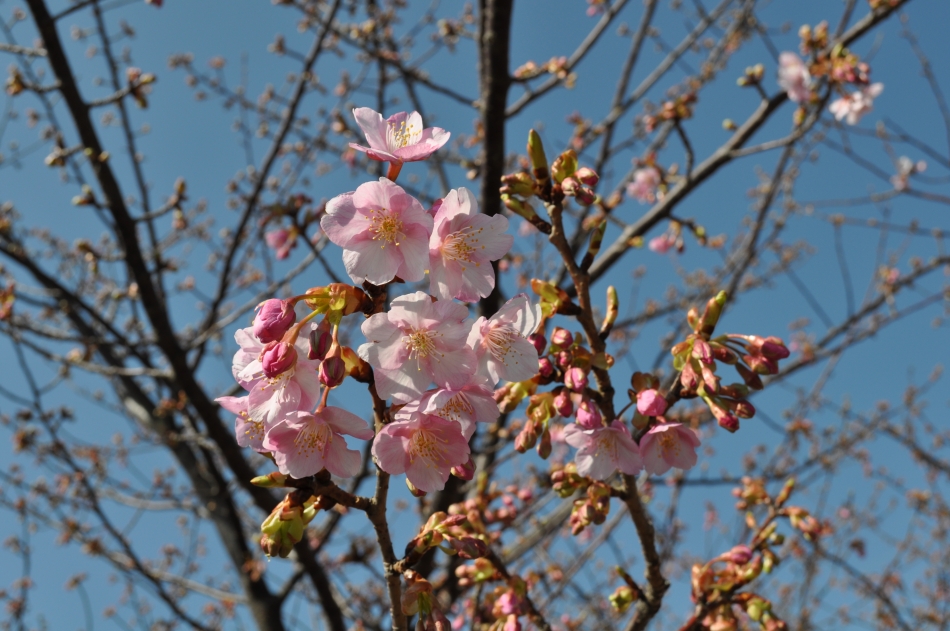 ゆめ公園さくら(2)