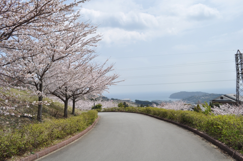 ゆめ公園さくら(3)