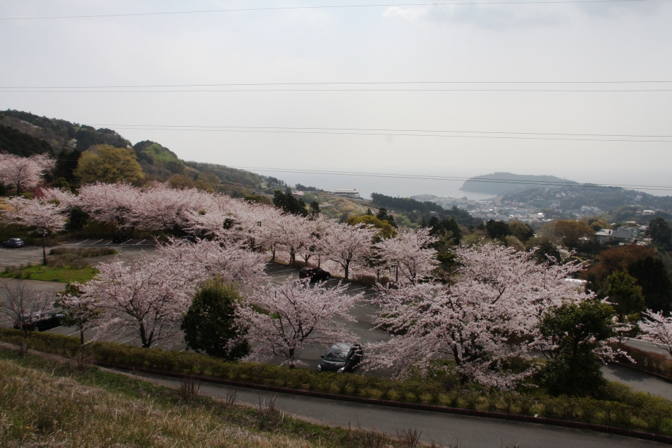 ゆめ公園さくら(4)