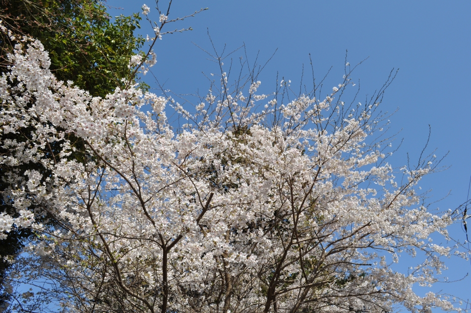 幕山公園の桜(1)