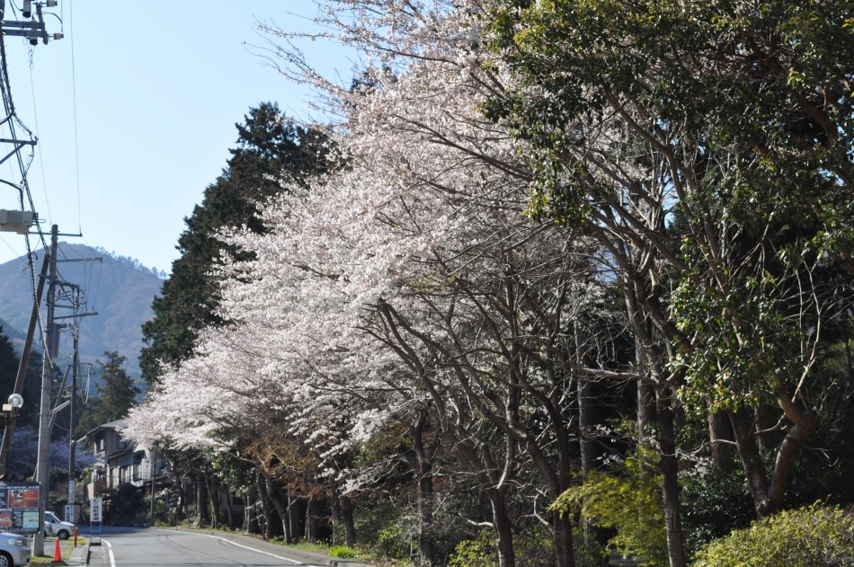 幕山公園の桜(2)