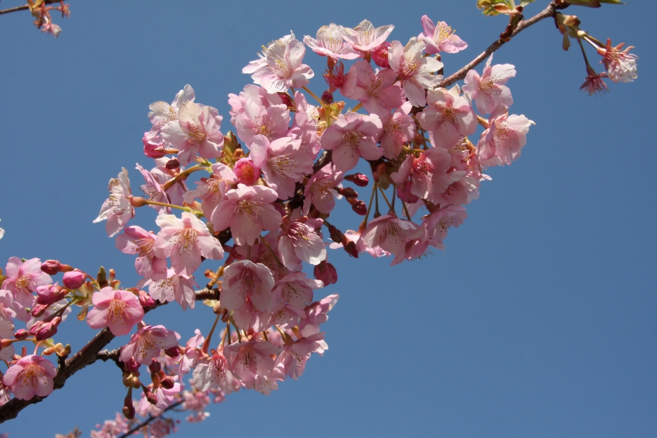 ゆめ公園河津桜02