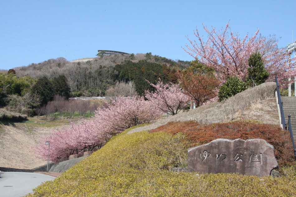 ゆめ公園河津桜03