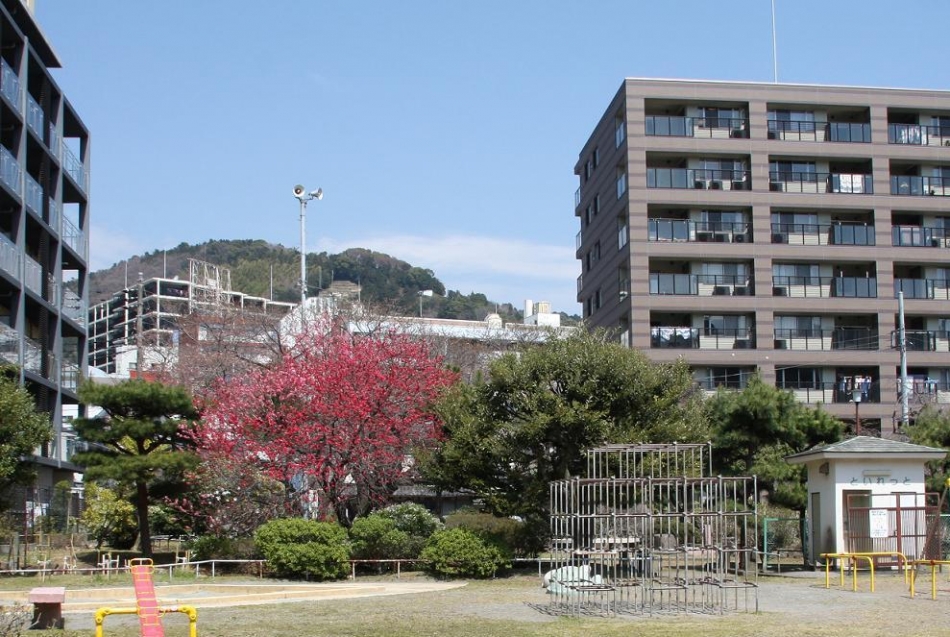 御庭公園の桃の花(1)