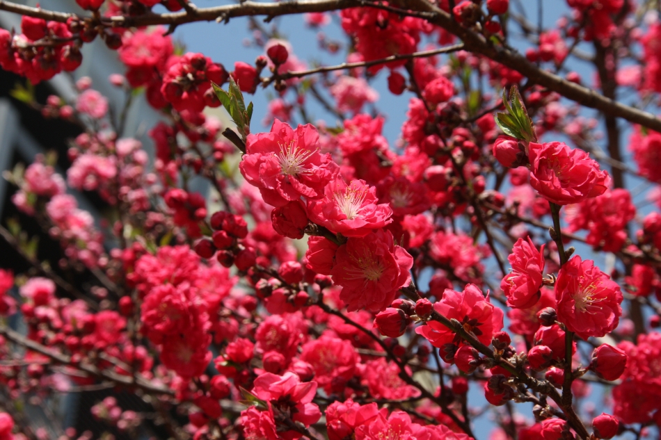 御庭公園の桃の花(2)