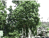 五所神社の銀杏の木