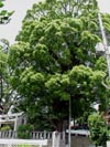 産土八幡神社の楠