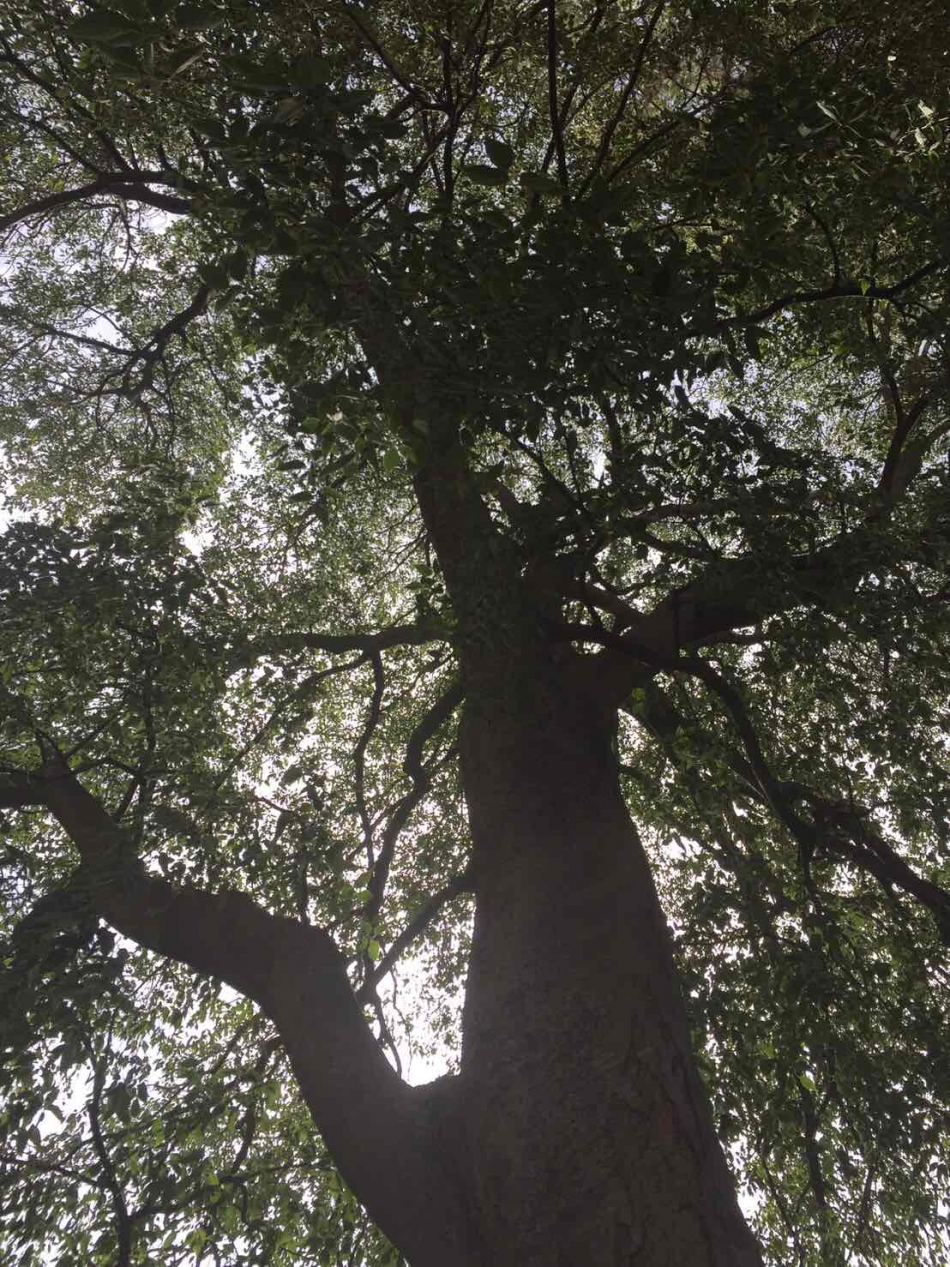 エノキの樹木の画像