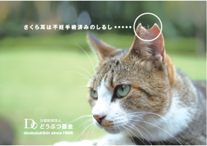 さくら猫の画像