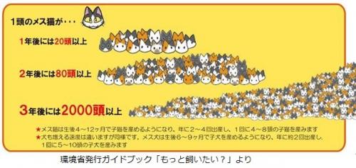 1頭のメス猫が1年後には20頭以上に増えますの画像