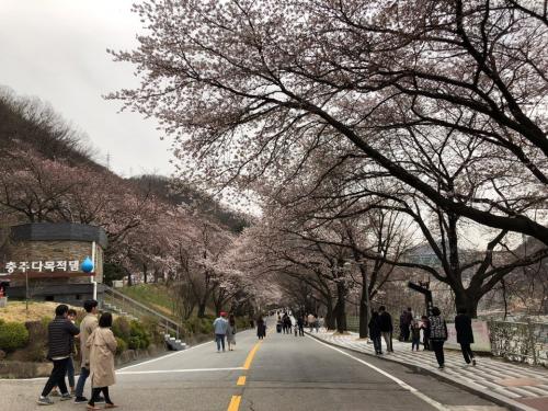 花見をする人達 桜がまだ7分咲きです。